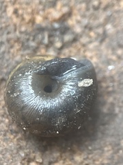 Triodopsis hopetonensis