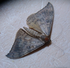 Oxyodes scrobiculata