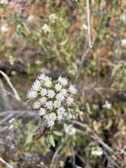 Ageratina havanensis