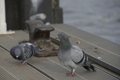 Columba livia domestica