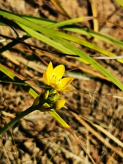 Ornithogalum dubium