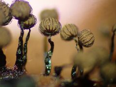 Cribraria mirabilis
