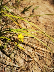 Ornithogalum dubium