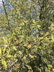 Pyrus spinosa