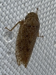 Curtara insularis