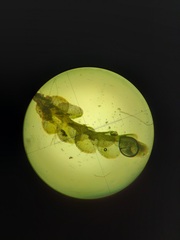 Solenostoma gracillimum