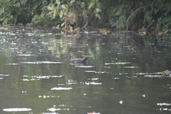 Gallinula chloropus