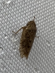 Curtara insularis