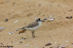 Charadrius marginatus