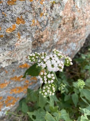 Ageratina havanensis