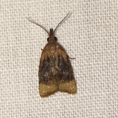 Platynota flavedana