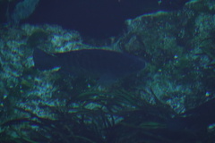 Oreochromis