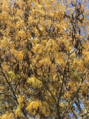 Gleditsia triacanthos