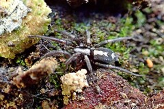 Herpyllus ecclesiasticus