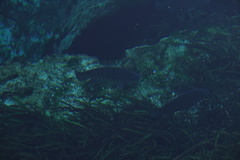 Oreochromis