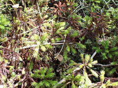 Dendroligotrichum tongariroense