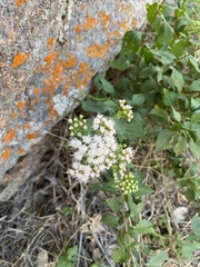 Ageratina havanensis