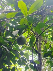 Persea americana