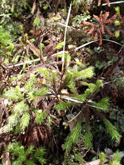 Dendroligotrichum tongariroense