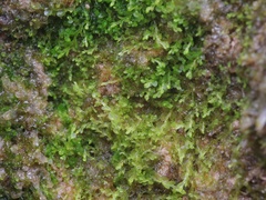 Solenostoma gracillimum