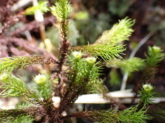 Dendroligotrichum tongariroense