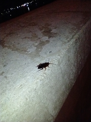Blattoidae