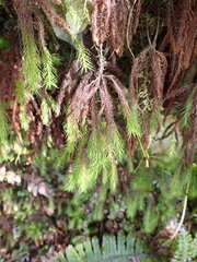 Dendroligotrichum tongariroense