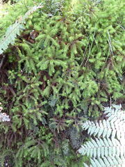 Dendroligotrichum dendroides