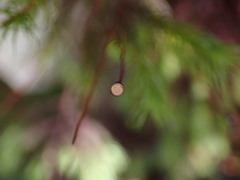 Dendroligotrichum tongariroense