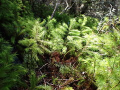 Dendroligotrichum dendroides