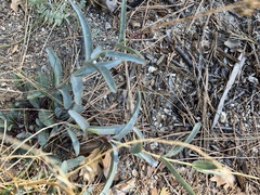 Penstemon centranthifolius