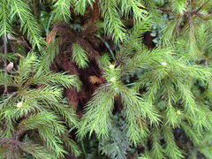 Dendroligotrichum dendroides