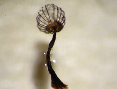 Cribraria mirabilis