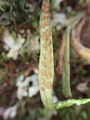 Notogrammitis angustifolia