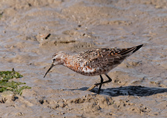 Calidris ferruginea