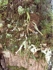 Notogrammitis angustifolia