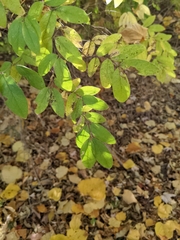 Ligustrum obtusifolium