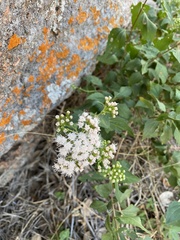 Ageratina havanensis