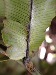 Blechnum montanum
