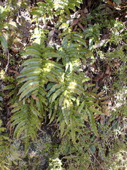 Blechnum montanum