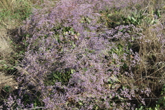Limonium meyeri
