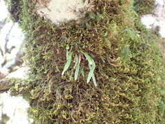 Notogrammitis angustifolia