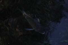 Oreochromis aureus