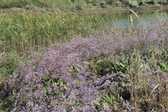 Limonium meyeri