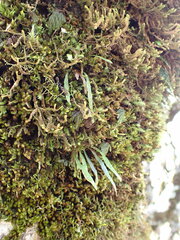 Notogrammitis angustifolia