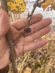 Aceria parapopuli