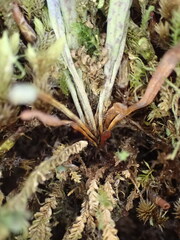 Notogrammitis angustifolia