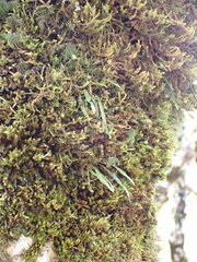 Notogrammitis angustifolia