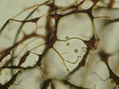 Cribraria mirabilis