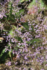 Limonium meyeri